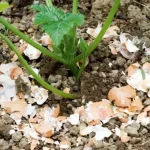 9 Herbs You Can Grow Indoors All Year Round