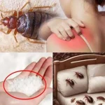 5 Food Scraps to Use in the Garden Instead of the Trash