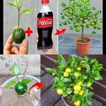 5 Food Scraps to Use in the Garden Instead of the Trash