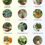 The Remedy That Emptied Hospitals – It Treats Cancer, Diabetes, High Blood Pressure, and Poor Circulation.