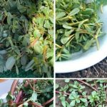 Healthy Lentil Bread