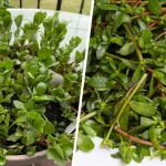 An Italian Grandmother Showed Me This Old Recipe! The Most Delicious Dinner!