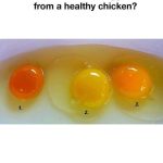 How and When to Prune Fruit Trees