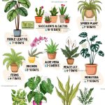 Tomatoes Blooming Without Fruit? Here’s the Causes and Solution You’ve Been Missing