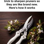 How To Grow Lavender From Cuttings