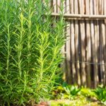 She knew what she was doing