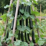 20 Low-Budget Vegetable Garden Hacks for Fresh Produce at Home