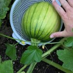 Delicious Liverwurst Sandwiches: A Flavorful Bite of Tradition!