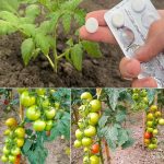 Natural Remedies with Cloves and Bay Leaves