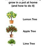 Unlock the Secret to Youthful Skin and Soft Lips with Vaseline and Lemon