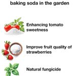 10 Best Holiday Season Plants To Grow From Cuttings And Bulbs