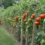 5 Plants that keep spiders, cockroaches, ants, mosquitoes, mice (and more) away