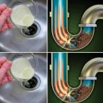 Stop Buying Avocados. Here’s How You Can Grow an Avocado Tree in a Small Pot at Home