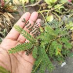 Coffee mix with ginger and a secret that no one will reveal, an easy and delicious recipe