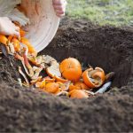 Grow a never ending supply of celery at home in a pot with this step-by-step guide
