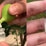 Most people do this wrong. Here’s the right way to build a tomato plant trellis