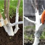 How to Pick the Most Delicious Fruits at the Store