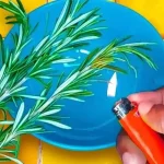 The Ultimate Guide to Planting Vegetables at the Right Time