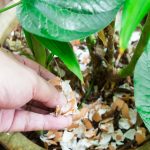 This ingredient is stronger than water, it makes plants grow healthy and lush