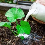 The Miracle Seed That Emptied Hospitals: A Natural Remedy for Diabetes, Poor Circulation, High Blood Pressure, and Fatty Liver