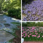 12 Herbs you Can Grow With Just Water all Year Round