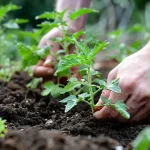 Bread in 20 Minutes – The Perfect Recipe for Those in a Hurry! 