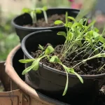 Most folks do this wrong. Here’s the perfect way to build a cucumber trellis