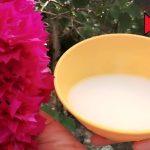 How To Grow Potatoes In A Container