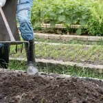 The Remarkable Benefits and Uses of Physalis peruviana (Goldenberry)