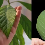 How to Naturally Dye Easter Eggs