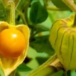 10 Easy DIY Gardening Ideas With Vegetables That Surprised You