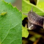 Yes, Vinegar Allows You to Clean the Washing Machine Thoroughly: Here’s How to Use It