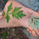 Cloud Cake: Just Put Everything in the Blender!