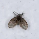 How to Get Rid of Varicose Veins Naturally: A Simple Remedy Using Leaves