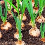 How to Trigger Your Christmas Cactus to Bloom: A Step-by-Step Guide