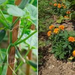 Fluffy Egg Cups | Best Breakfast Egg Muffins Recipe