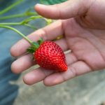 Strawberries and Baking Soda: A Natural Teeth Whitening Remedy