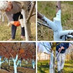 How to Remove a Tree Stump: 4 Alternative Methods