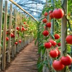 Velvety Mango Cream – No Sugar! Only 3 Ingredients! Delicious Low-Calorie Dessert!