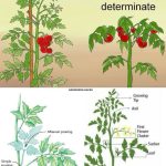 Unlock the Anti-Aging Power of Baking Soda and Banana Peels for Wrinkle-Free Skin