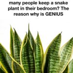 The Amazing Health Benefits of Honey and Walnuts