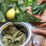 The Best Tea Combinations for Morning and After Dinner: A Blend of Garlic, Turmeric, Onion, Ginger, Cinnamon, and Guava Leaves