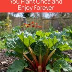 Why You Should Grow Hollyhocks in Your Yard and How to Eat Every Part of This Plant