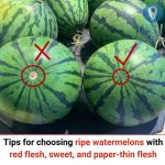 10 Plants That Attract Dragonflies for Mosquito Control