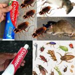 Carob (Ceratonia siliqua): Benefits and Homemade Uses