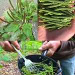 How to Keep Cut Vegetables and Lettuce Crisp for Days: Tips for Freshness