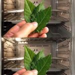 Delicious Beetroot and Lemon Juice Cleans Colon Waste and Loses Weight