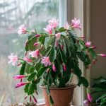 The Secret of the Small Button on Your Seat Belt: An Essential Car Feature