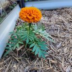 Natural Pest Control: Using Diatomaceous Earth and Cloves Against Bed Bugs and More