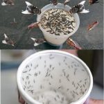 10 Useful Aspirin Tricks You Should Know